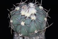 Echinocactus horizonthalonius VZD 161